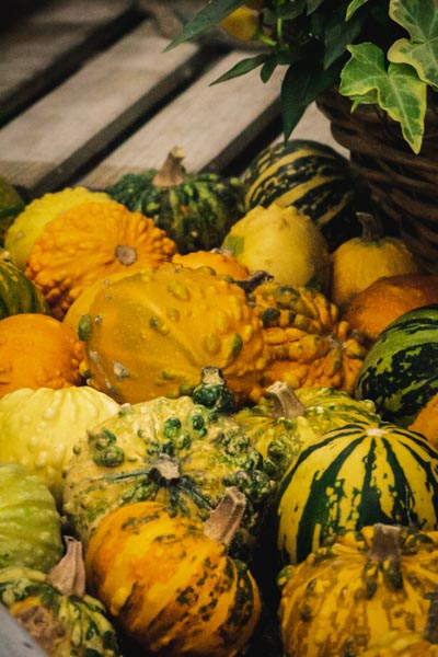 Potirons et coloquintes sont arrivés dans vos jardineries Tournesols